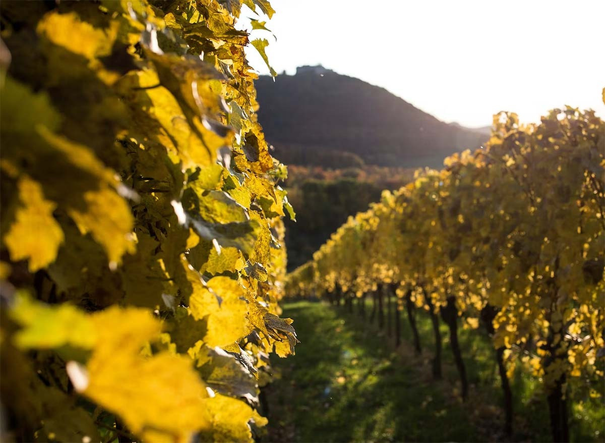 Ipsum cursus vestibulum at interdum Vivamus